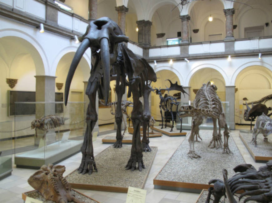 Nasce su Google il più grande museo di scienze naturali