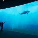 Riapre il 28 maggio l’Acquario di Genova