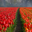 Selfie, ma rispettosi dei tulipani: la campagna social dell'Olanda