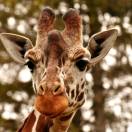 In vacanza con le giraffe, apre in Inghilterra il Giraffe Hall