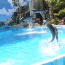 Zoomarine celebra il Dolphin Day