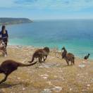 L'Australia dopo gli incendi: a Kangaroo Island tornano le navi da crociera