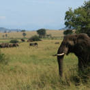 Evaneos reinterpreta il safari, proposte inedite in Tanzania