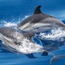 Con Wwf Travel in Sardegna alla scoperta del mondo dei cetacei