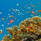 TO Destinations, il meglio delle Comore per gli amanti del diving