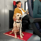 Italo, più posti e servizi per chi viaggia con i cani