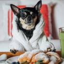 Hotels.com cerca un ‘Canine Critic’ per trovare il miglior hotel pet friendly del mondo