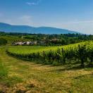 Le Colline del Prosecco sono Patrimonio Unesco