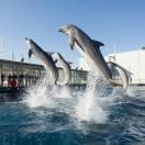 L’Acquario di Genova lancia il prezzo dinamico