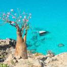 Kel 12 rimette in programmazione l'isola mitologica di Socotra