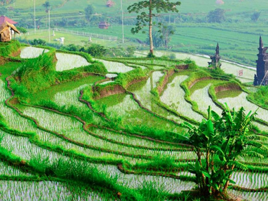 Originaltour, estate fra Indonesia e Malesia
