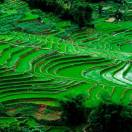 Le risaie terrazzate in Cina