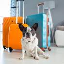 Pet tourism in crescita, un tesoro da oltre 9 miliardi di euro