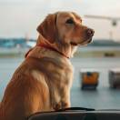 Ita Airways, in cabina anche gli animali domestici di grossa taglia