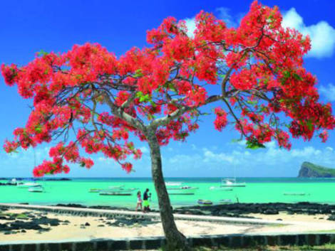 Mauritius e SeychellesIl paradiso si apre per tutti