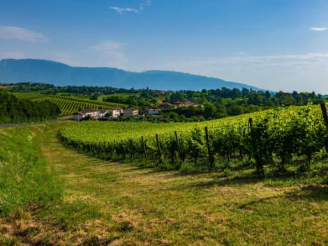 Le Colline del Prosecco sono Patrimonio Unesco