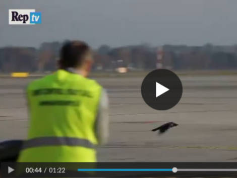 'Bird control unit': storia dell’uomo che salva gli aeroplani a Malpensa