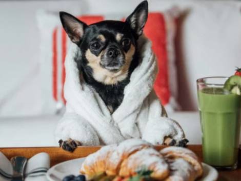 Hotels.com cerca un ‘Canine Critic’ per trovare il miglior hotel pet friendly del mondo