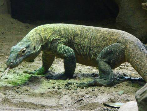 Isola di Komodo chiusa ai turisti dal 2020: ‘Rubano i draghi’