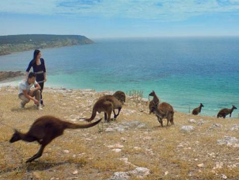 L'Australia dopo gli incendi: a Kangaroo Island tornano le navi da crociera