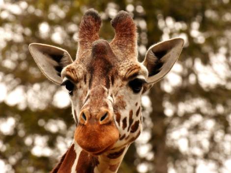 In vacanza con le giraffe, apre in Inghilterra il Giraffe Hall