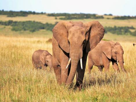 Simonetti e il ritorno dell’Africa:“Sarà un’estate incredibile”