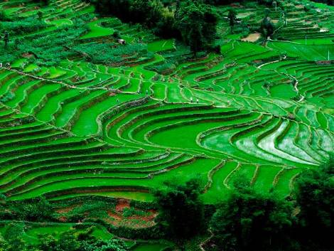 Le risaie terrazzate in Cina
