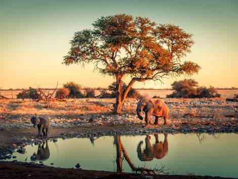 Etosha National Park, Namibia
