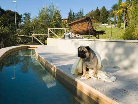 Vacanze con i pet: le idee dell’hospitality