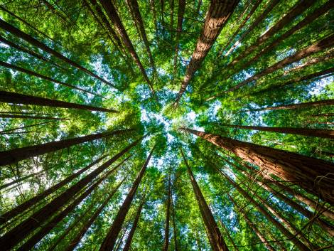 Bottom view of a redwood forest located in northern Spain