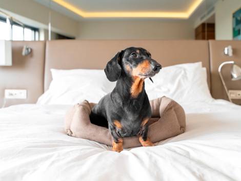 Viaggi pet friendly in Italia, arriva la guida gratuita di Lonely Planet e Rover