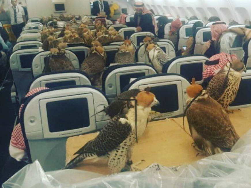 Il principe saudita e gli 80 biglietti aerei per fare volare i suoi falchi