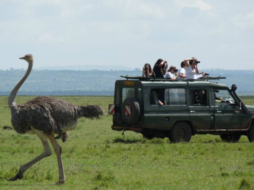 Safari in primo piano nelle proposte Hotelplan