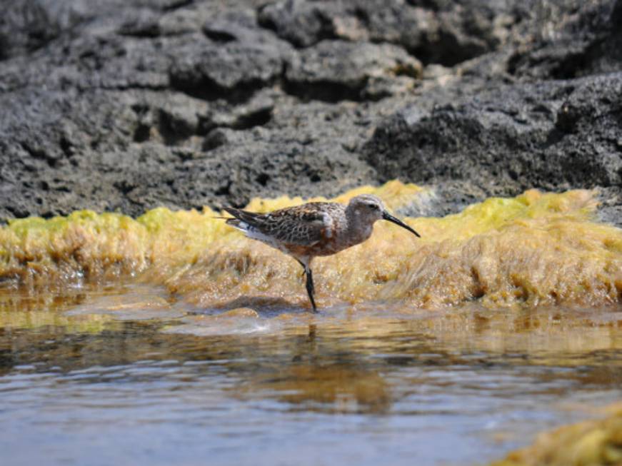 Sicilia: l’isola di Linosa si promuoverà come Covid free