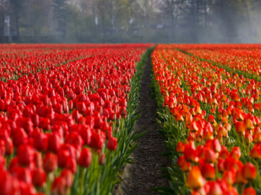 Selfie, ma rispettosi dei tulipani: la campagna social dell'Olanda
