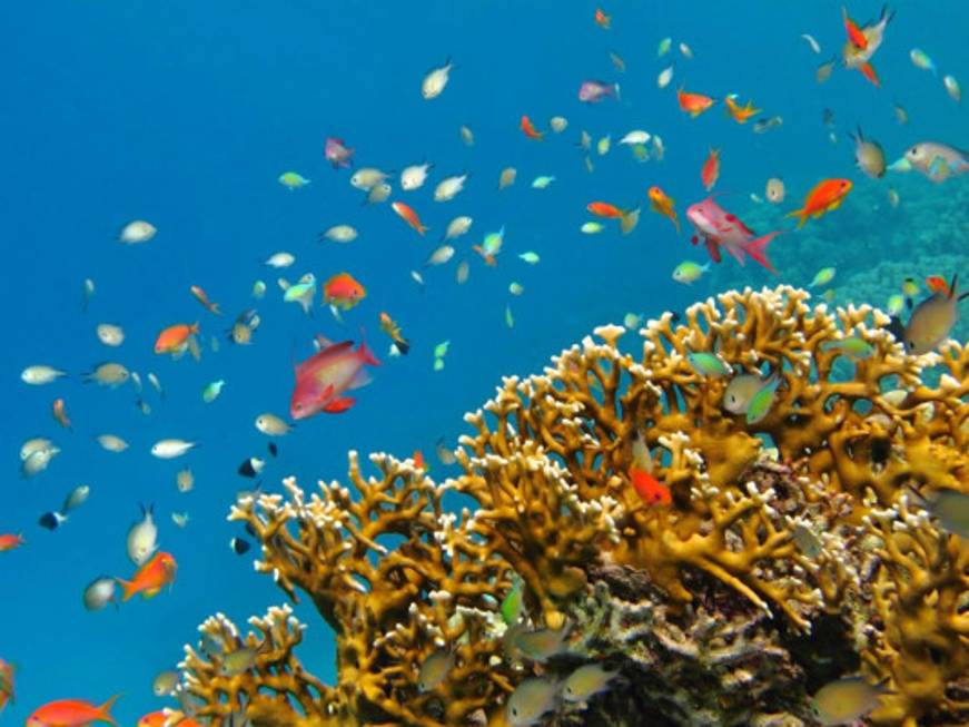 TO Destinations, il meglio delle Comore per gli amanti del diving