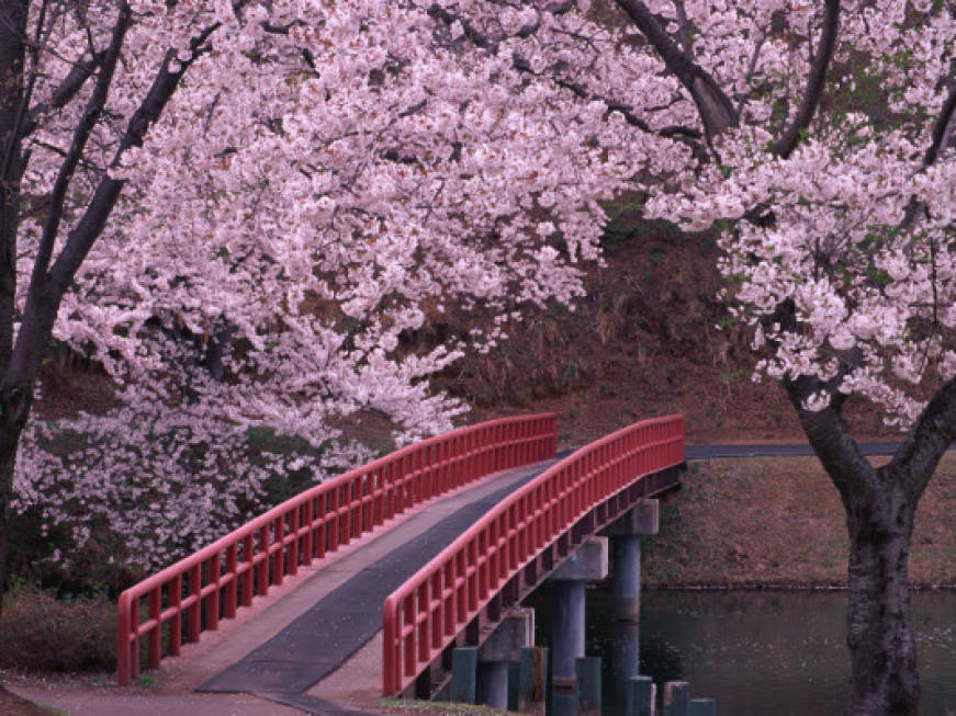 La primavera a Tokyo: la fioritura dei ciliegi immortalata in una fotogallery