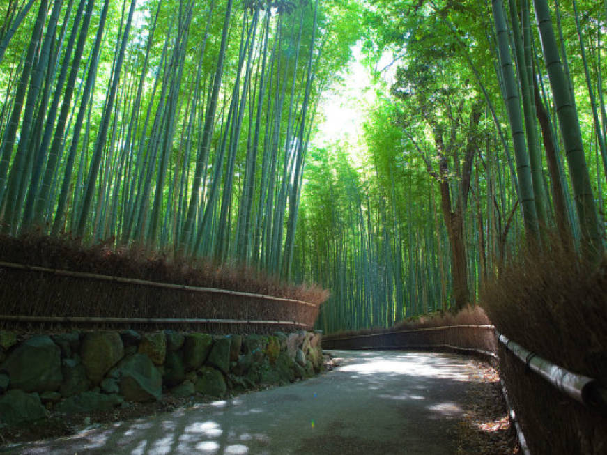 Dalla Germania al Giappone: giro del mondo tra le foreste più belle