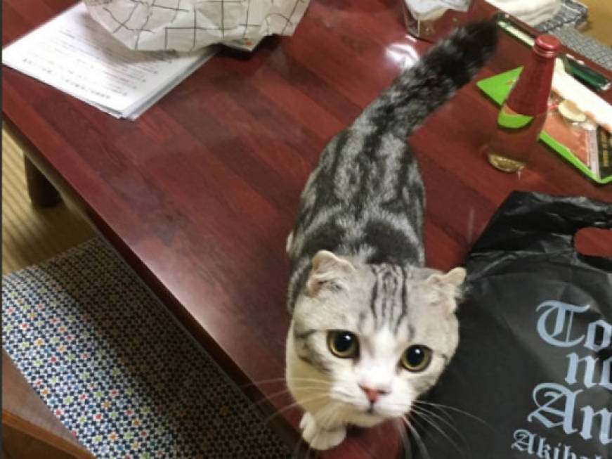 In Giappone arrivano i 'cat hotel': gattini in ogni camera, ma vietato disturbarli