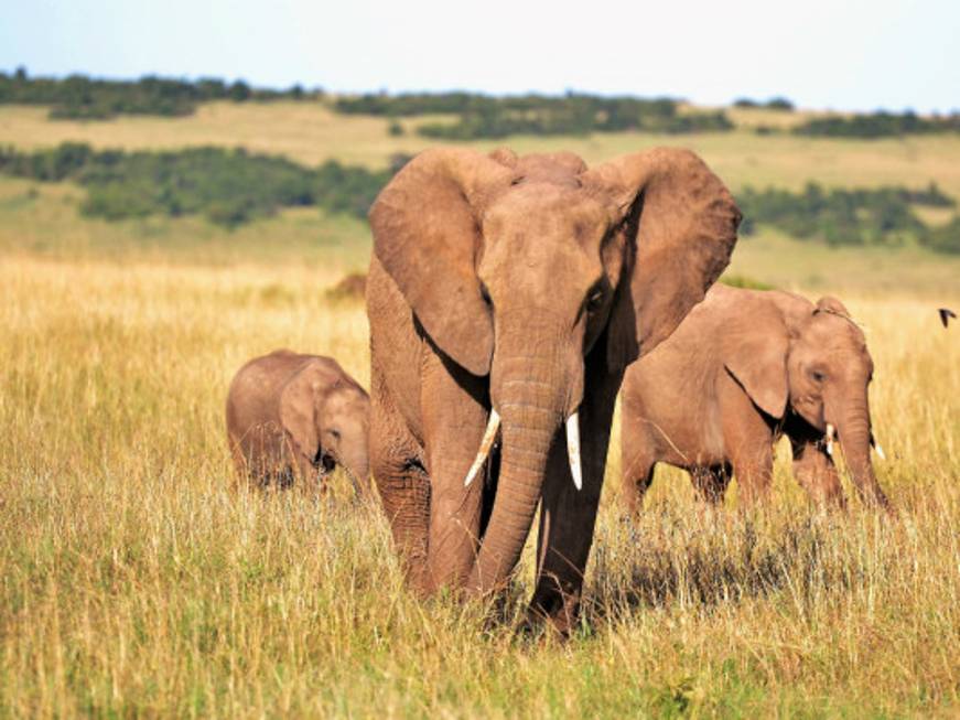 Il Kenya sulla stradaper l’abolizione totale del visto d’ingresso