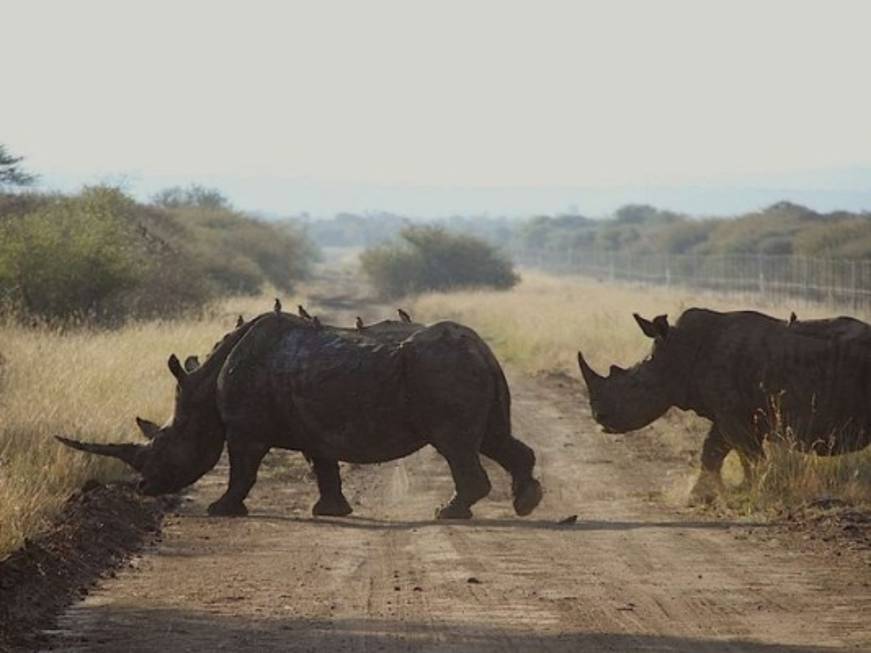 Brividi nella savana