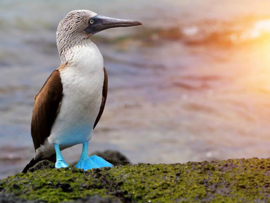 In fila indiana alle Galapagos