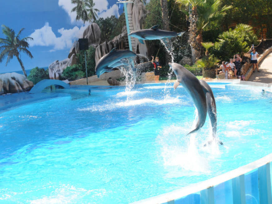 Zoomarine celebra il Dolphin Day