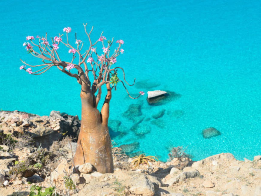 Kel 12 rimette in programmazione l'isola mitologica di Socotra