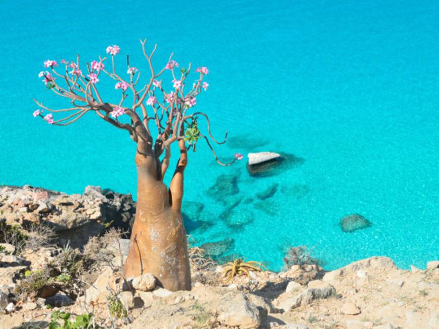 Kel 12 rimette in programmazione l'isola mitologica di Socotra