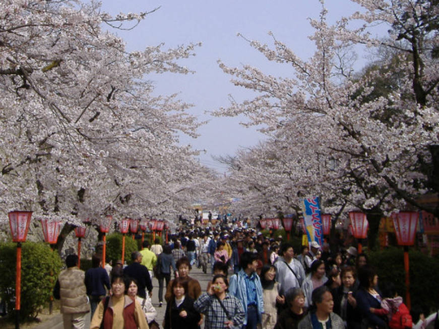 Tokyo, la stagione dei ciliegi anticipa la Primavera