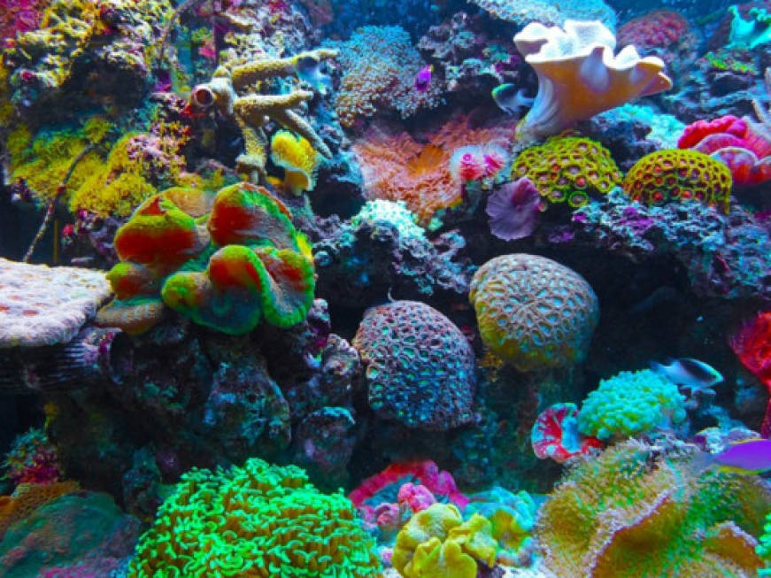 Australia, un piano per salvare la Grande barriera Corallina