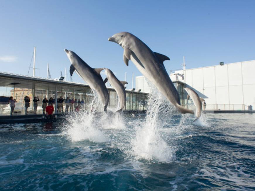 L’Acquario di Genova lancia il prezzo dinamico