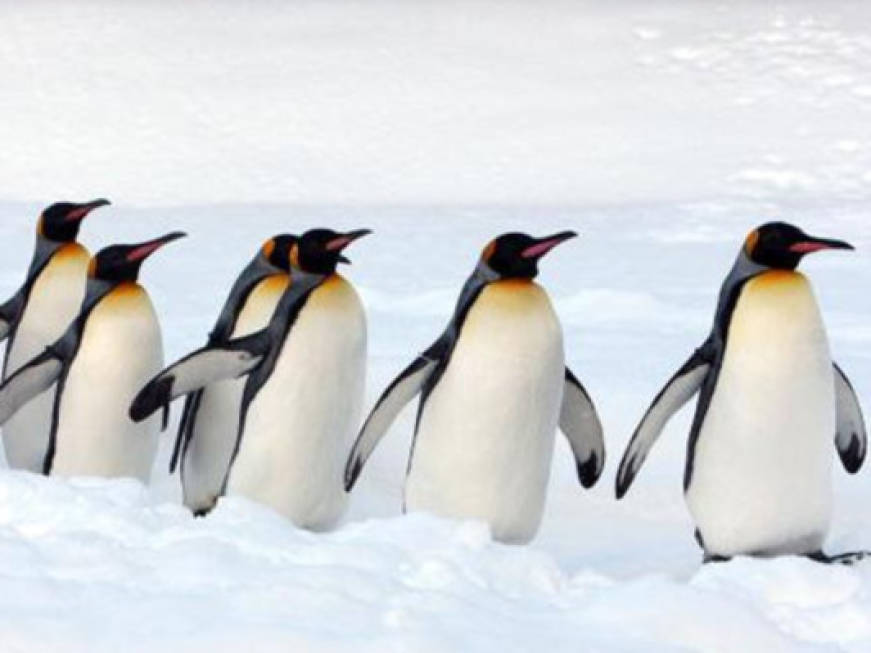 Antartide: aumentano i turisti, a rischio la salute dei pinguini