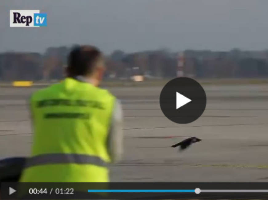 'Bird control unit': storia dell’uomo che salva gli aeroplani a Malpensa